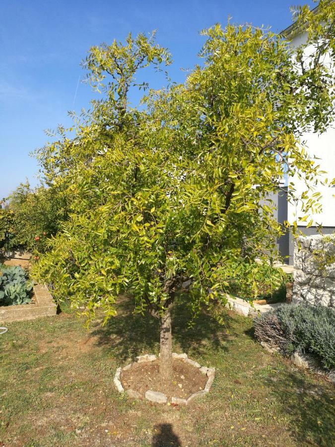 Guesthouse Villa Domenico لازوفاك المظهر الخارجي الصورة